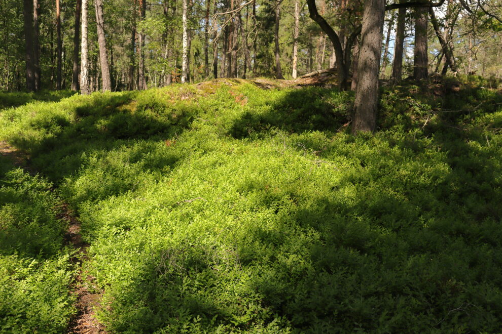 Blåbärsskogen